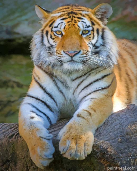 Siberian Tiger Animal Painting By Numbers Kits