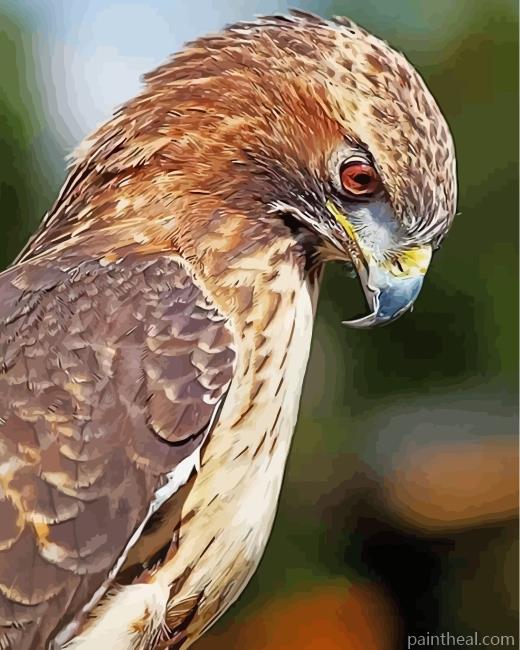 Hawk Bird Painting By Numbers Kits