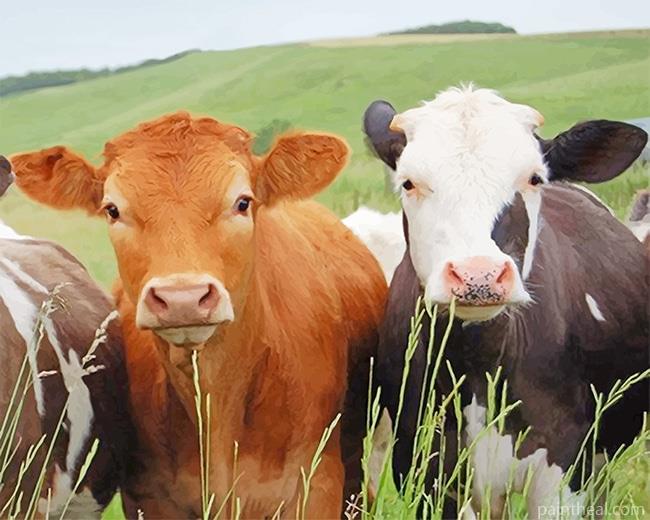 Cows Portrait Painting By Numbers Kits