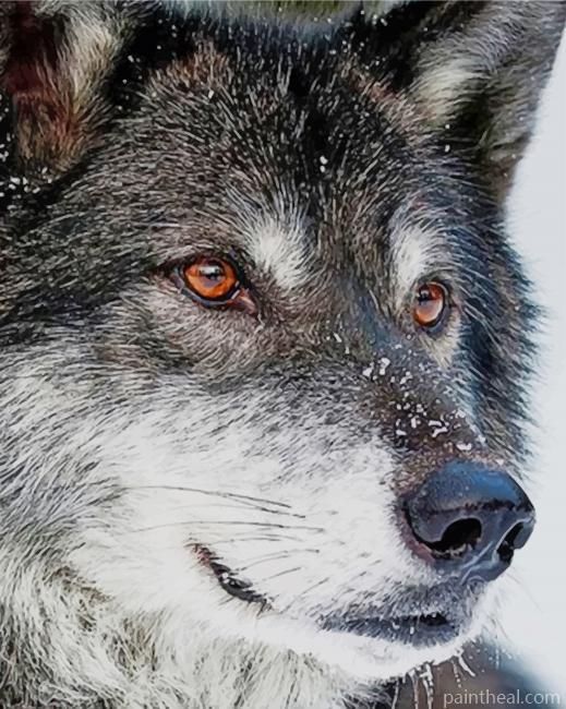 Grey Wolf Starving Painting By Numbers Kits