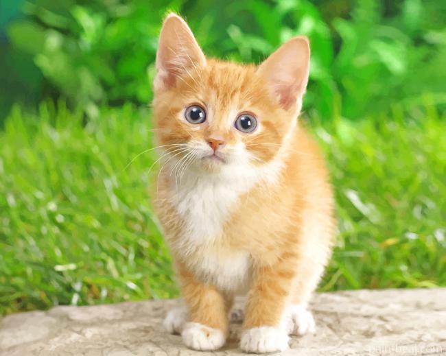 Orange Cute Cat Painting By Numbers Kits