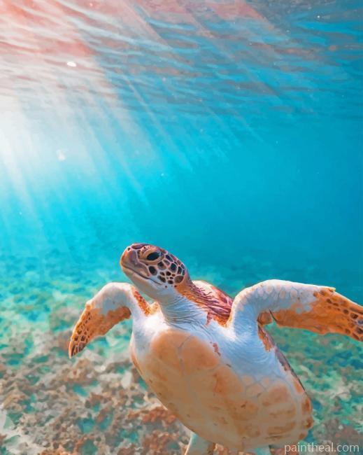 Cute Sea Turtle Painting By Numbers Kits