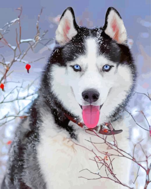 Husky In Snow Painting By Numbers Kits