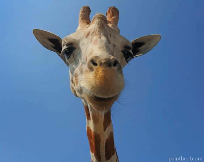 Giraffe With Happy Face Painting By Numbers Kits