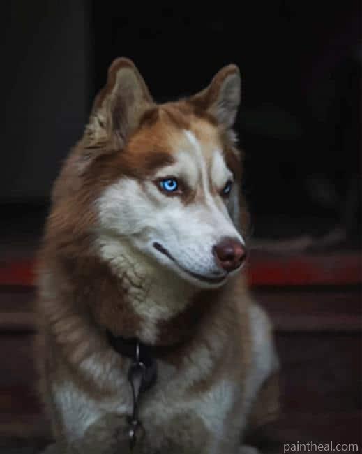 Blue Eyed Brown Husky Painting By Numbers Kits