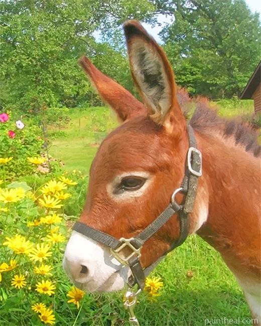 Donkey In Flowers Field Painting By Numbers Kits