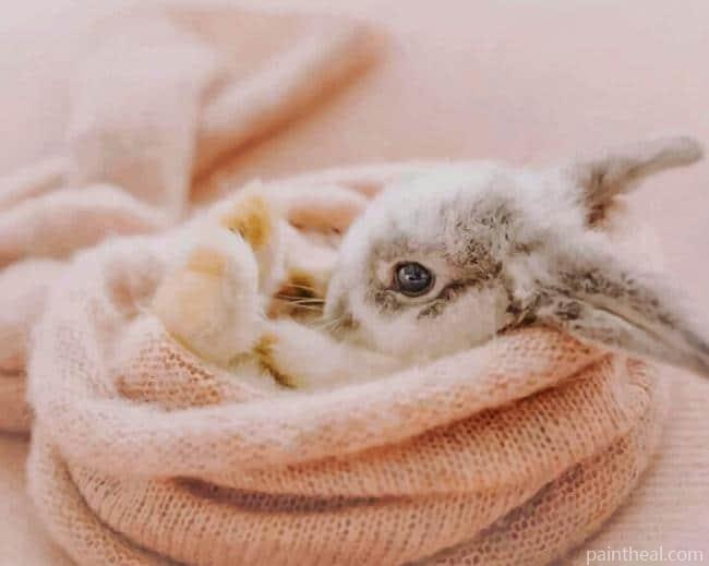 Rabbit Napping Painting By Numbers Kits