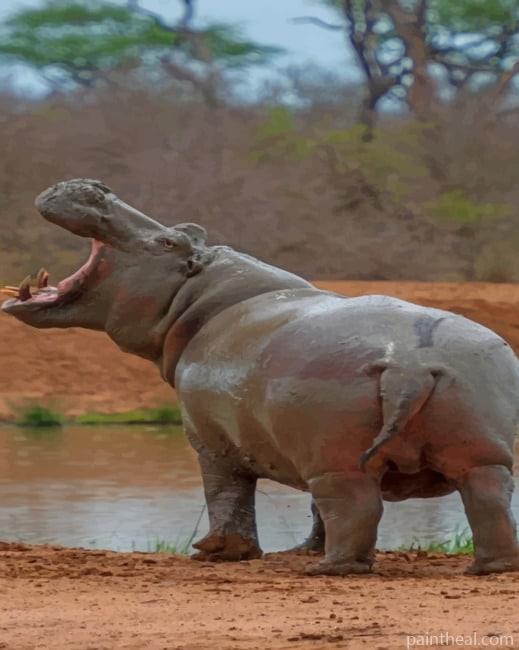 Hippopotamus In The Wild Painting By Numbers Kits