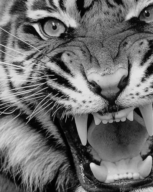 Angry Tiger Black And White Painting By Numbers Kits