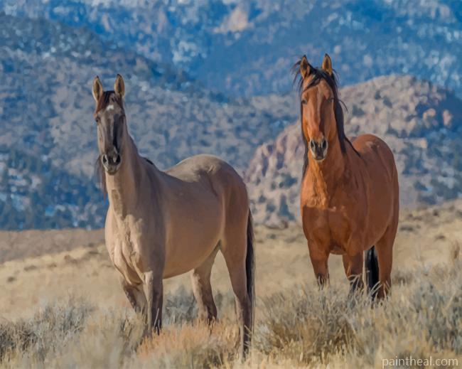 Two Wild Horses Painting By Numbers Kits