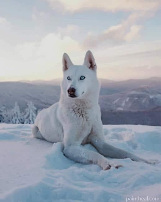 Snow White Husky Painting By Numbers Kits