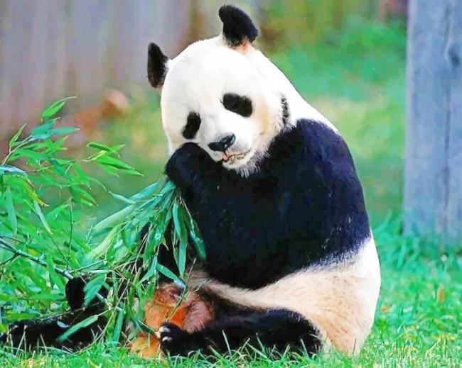 Friendly Panda In Nature Painting By Numbers Kits