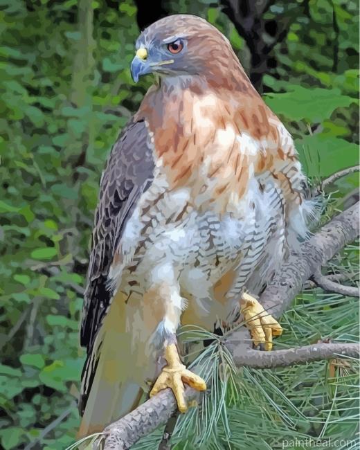 Red Tailed Hawk Painting By Numbers Kits