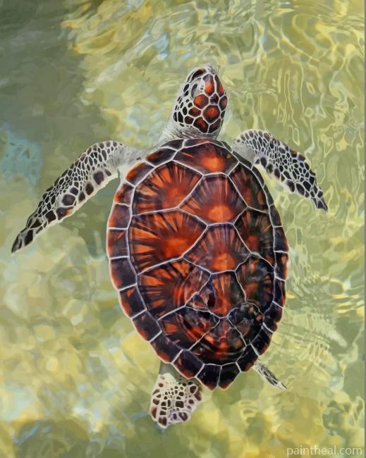 Amazing Brown Sea Turtle Painting By Numbers Kits