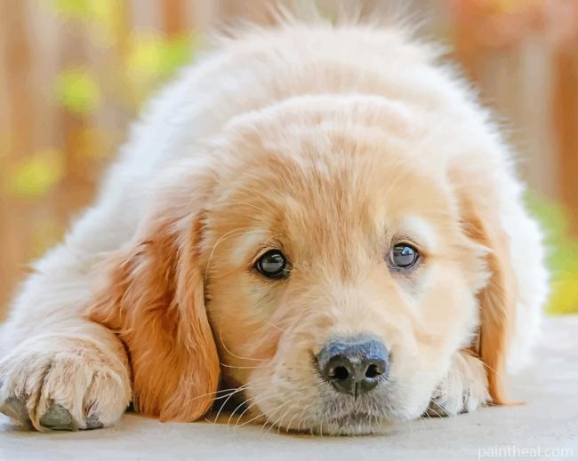 Golden Retriever Puppy Painting By Numbers Kits