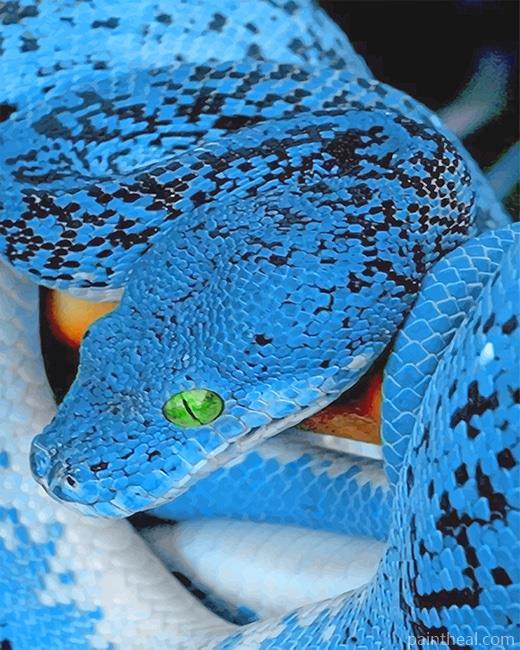 Blue Bellied Black Snake Painting By Numbers Kits