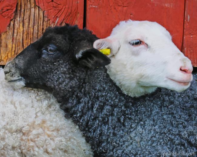 Black and White Lambs Painting By Numbers Kits