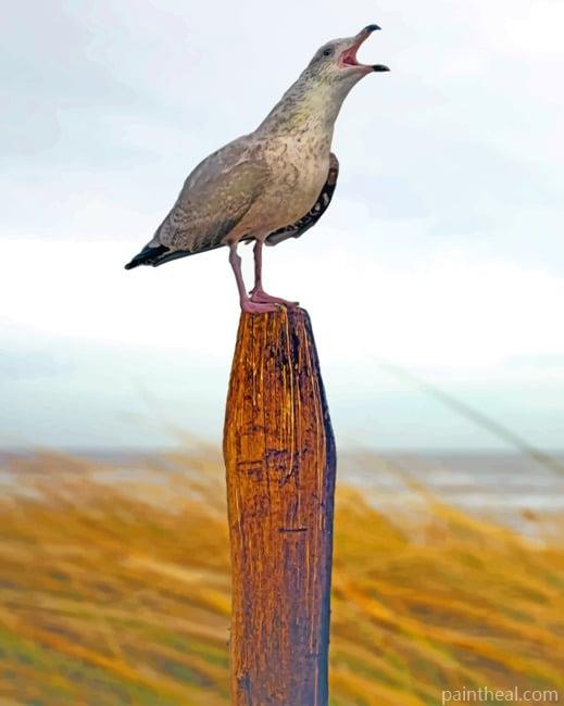 Seagull Bird Painting By Numbers Kits