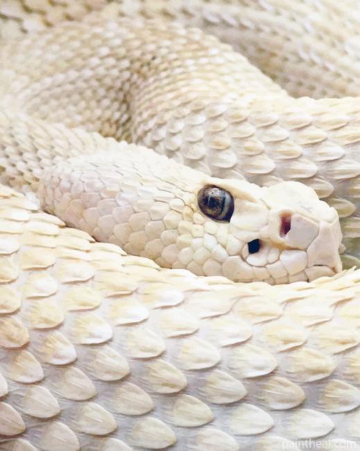 White Snake Painting By Numbers Kits