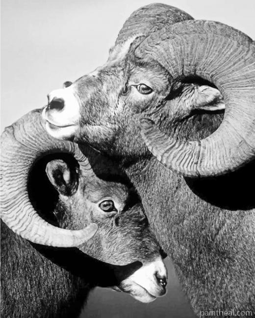 Black And White Cute Sheep Painting By Numbers Kits