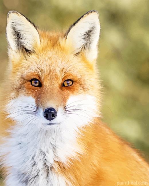 Beautiful Fox Painting By Numbers Kits