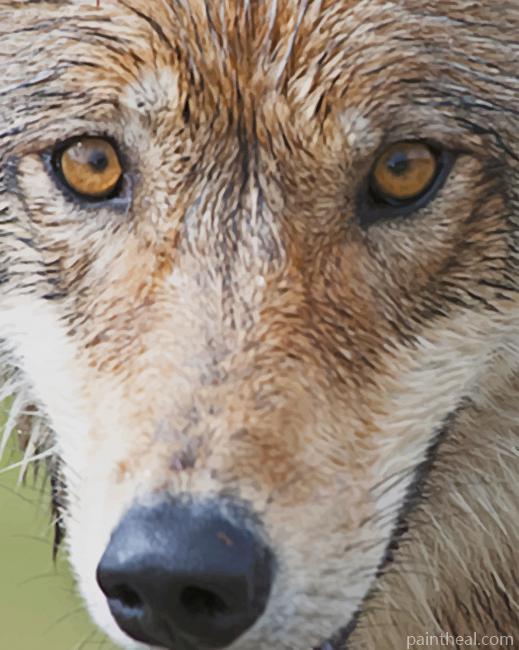 Wolf Face Painting By Numbers Kits