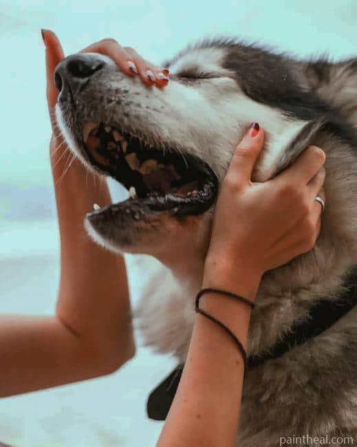 Happy Siberian Husky Painting By Numbers Kits