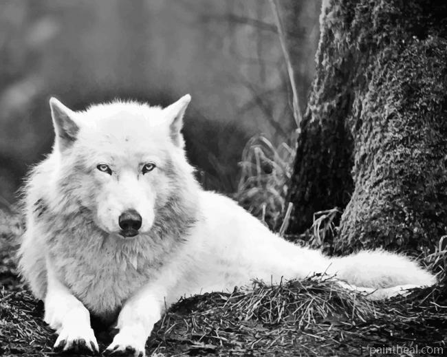 White Wolf In The Woods Painting By Numbers Kits