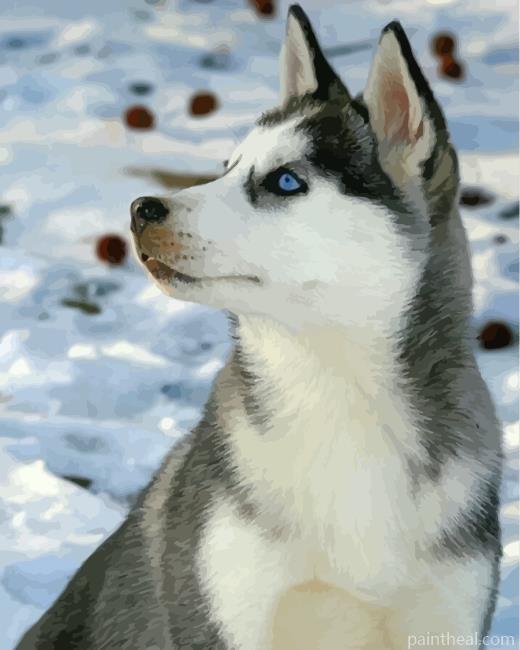 Cute Husky In Snow Painting By Numbers Kits