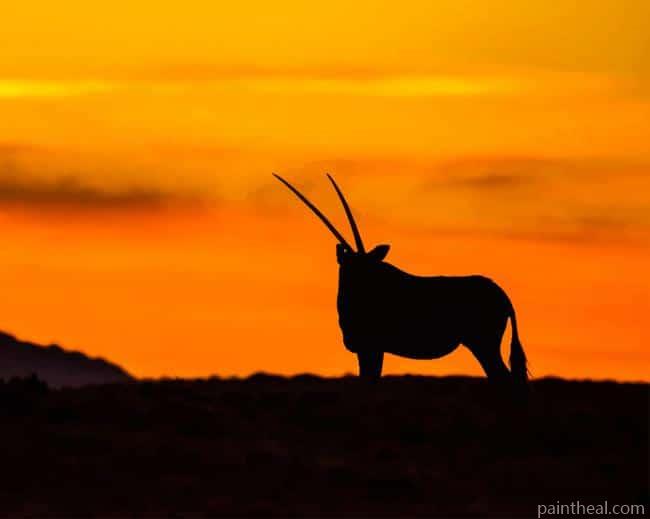 Gemsbok Silhouette Painting By Numbers Kits