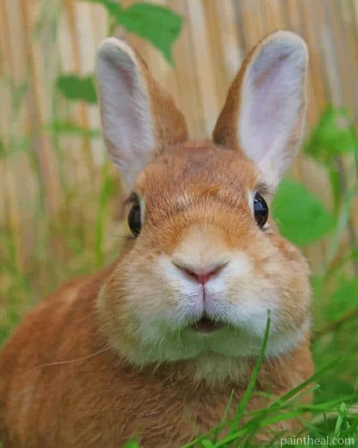 Cute Baby Bunny Painting By Numbers Kits
