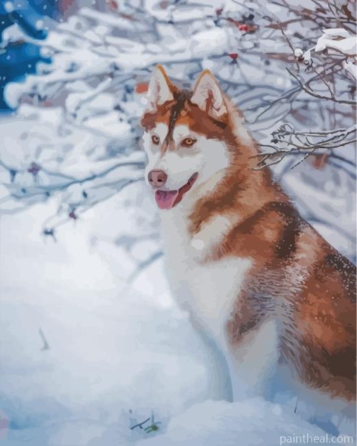 Brown Husky In The Snow Painting By Numbers Kits