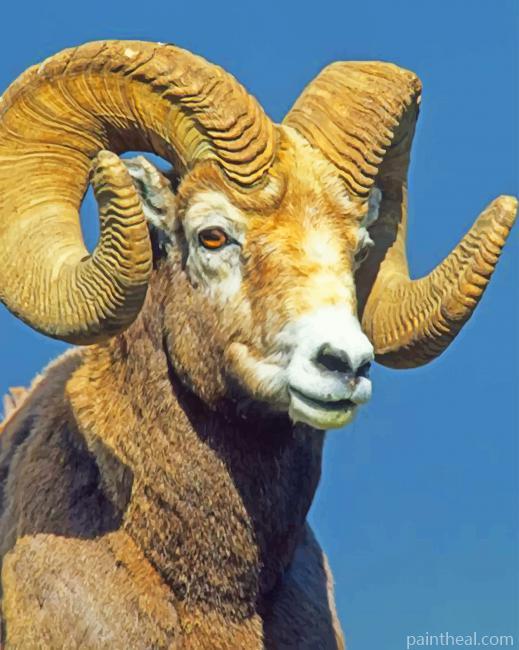 Big Hornes Brown Sheep Painting By Numbers Kits