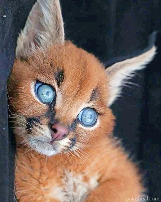 Caracal With Blue Eyes Painting By Numbers Kits