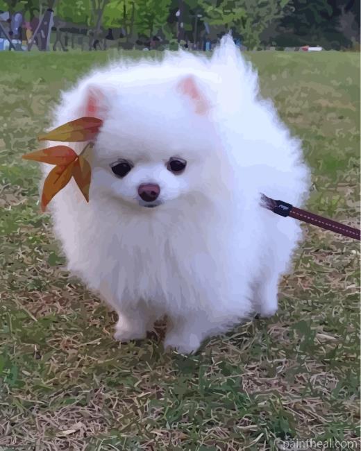 Cute Pomeranian Painting By Numbers Kits