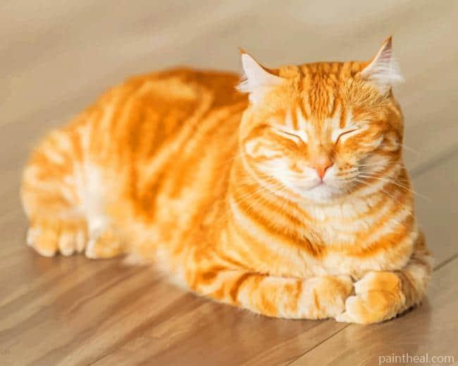 Blondy Golden Cat Sleeping Painting By Numbers Kits