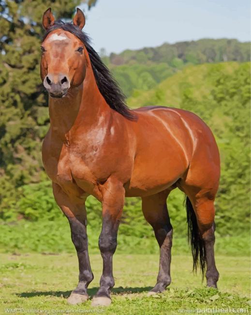 Brown Horse standing Painting By Numbers Kits
