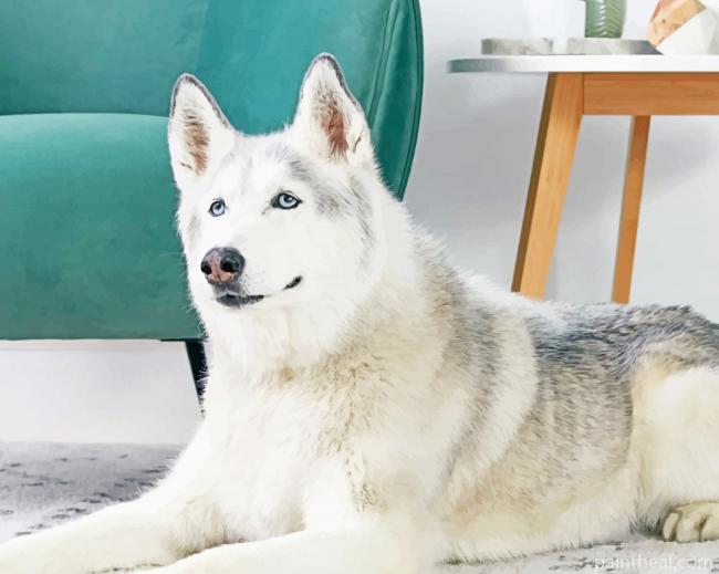 Siberian White Husky Painting By Numbers Kits