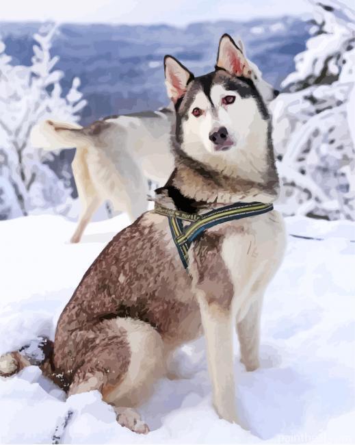 Husky Siberiano Painting By Numbers Kits