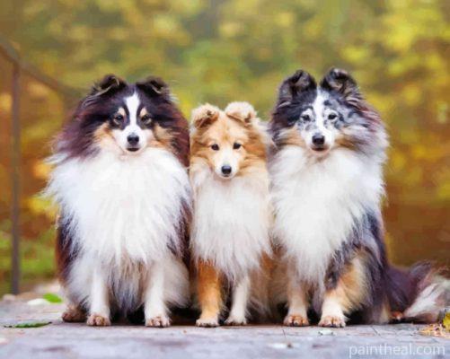 Cute Shelties Dogs Painting By Numbers Kits