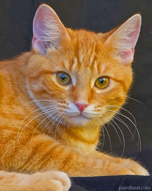 Orange Cat closeup Painting By Numbers Kits