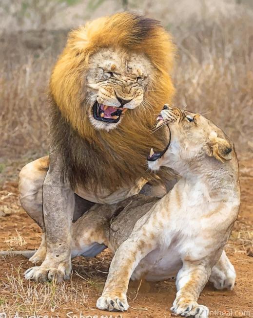 Lion Aggression Painting By Numbers Kits