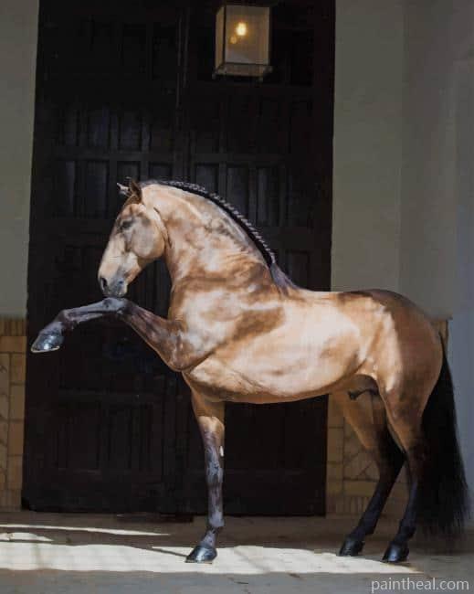 Lusitano Horse Painting By Numbers Kits