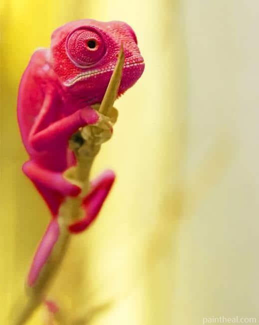 Chameleon Pink Painting By Numbers Kits