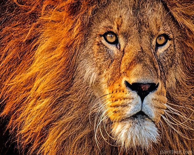 Lion Head Painting By Numbers Kits