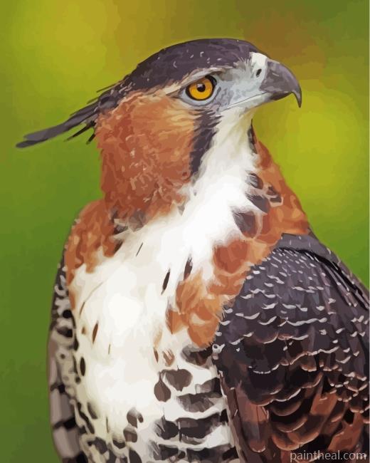 Ornate Hawk Eagle Painting By Numbers Kits