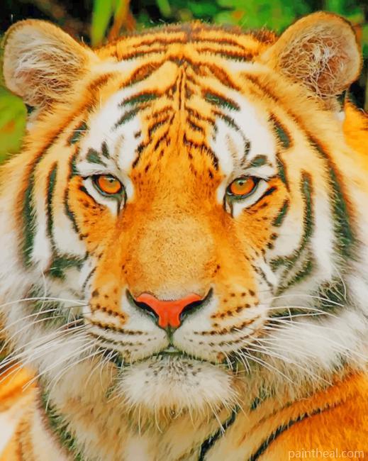 Tiger zoomed Painting By Numbers Kits