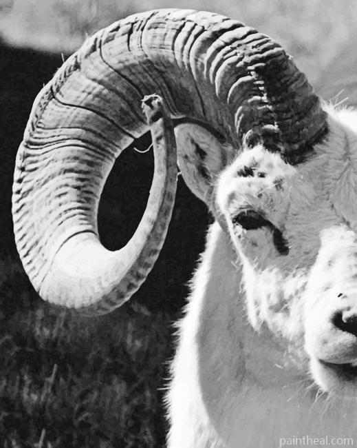 Big Horned White Sheep Painting By Numbers Kits