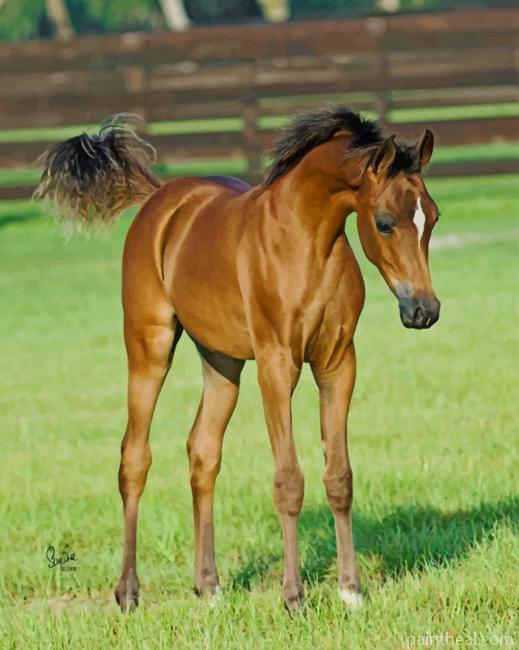 Arabian Foal Painting By Numbers Kits