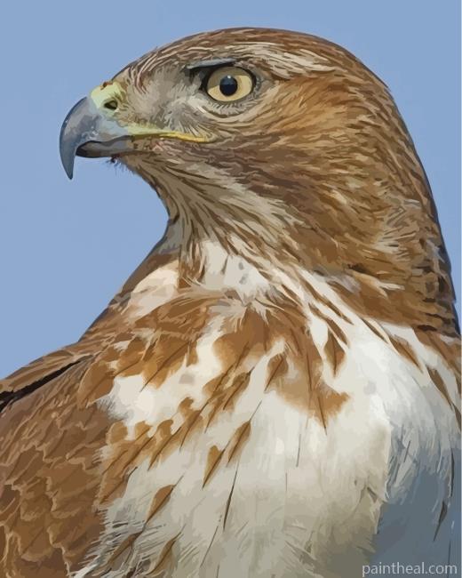 Red Tailed Hawk Bird Painting By Numbers Kits
